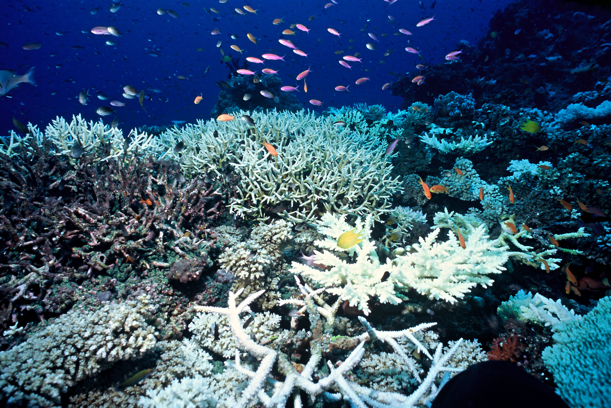 I coralli del Mar Rosso possono sequestrare CO2 