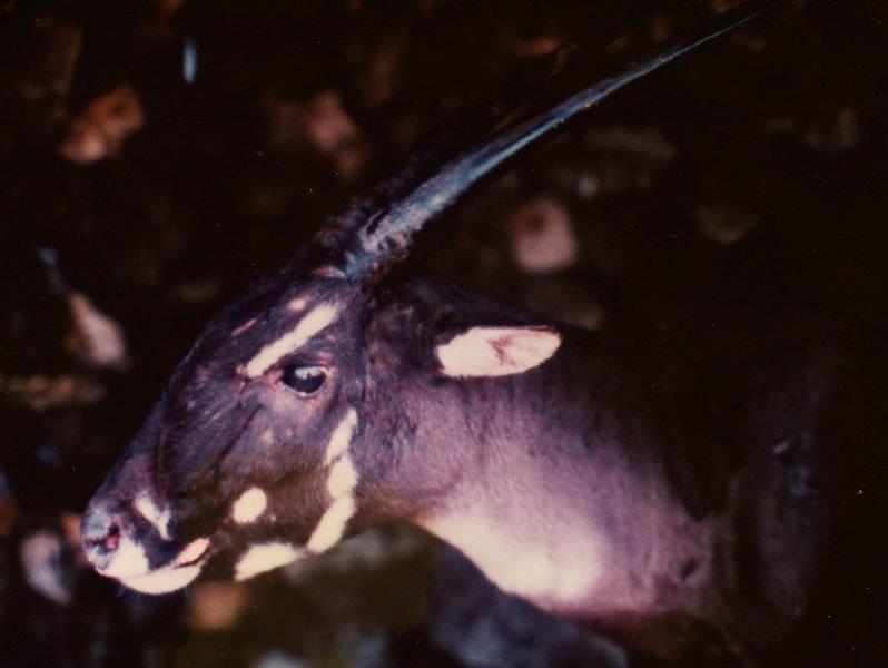 il-ritorno-del-saola-wwf-italia