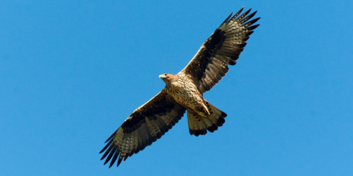 Nata La Prima Aquila Di Bonelli Da Genitore Seguito Con Satellite | WWF ...