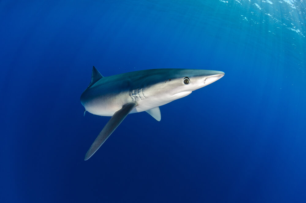 Oggi celebriamo lo squalo, fragile vittima di shark finning, pesca  incontrollata e crisi climatica - greenMe