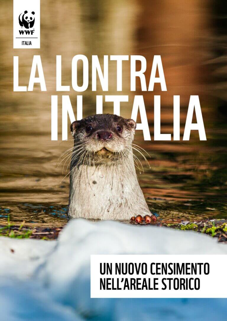 Report lontra in Italia
