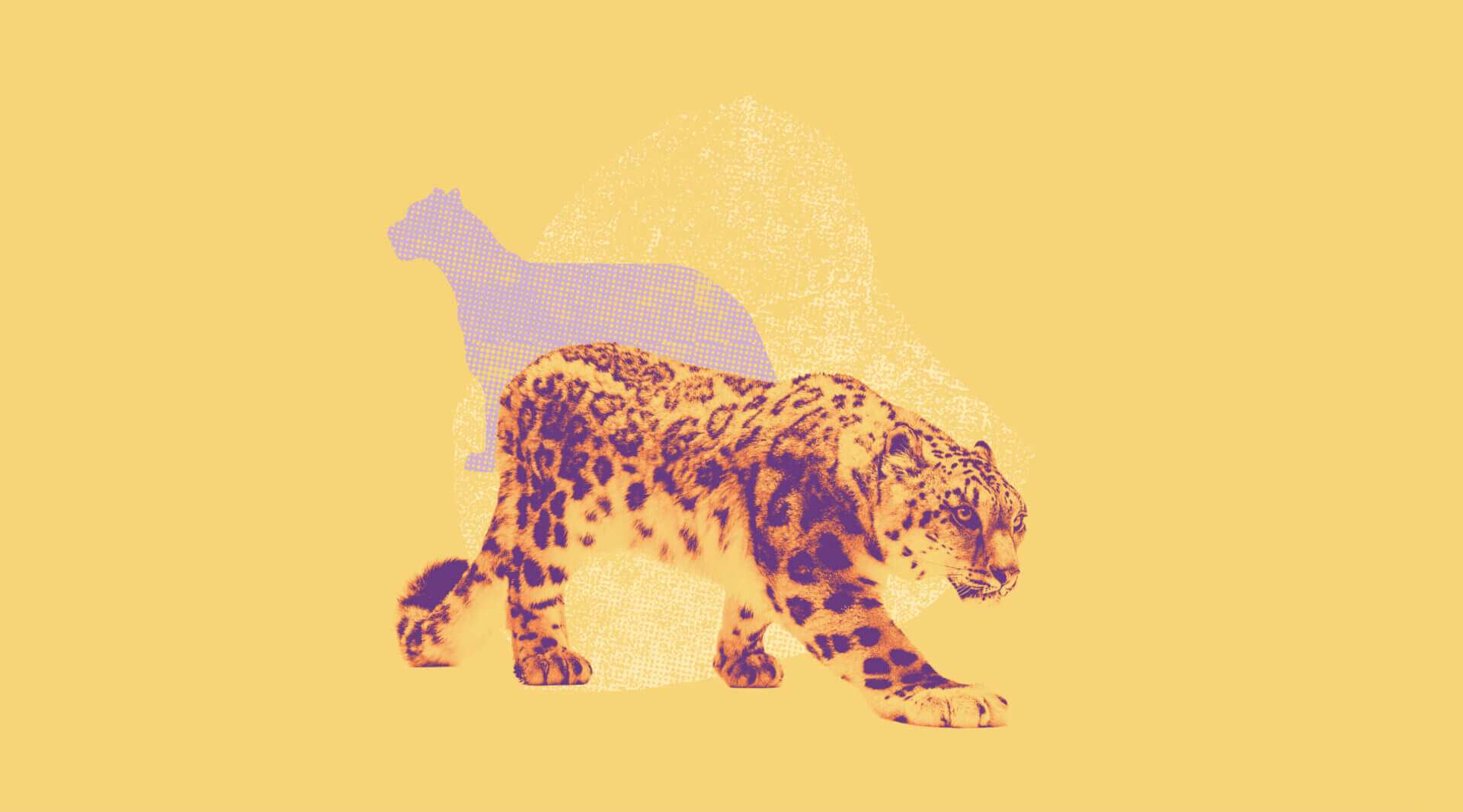 nuova specie di leopardo