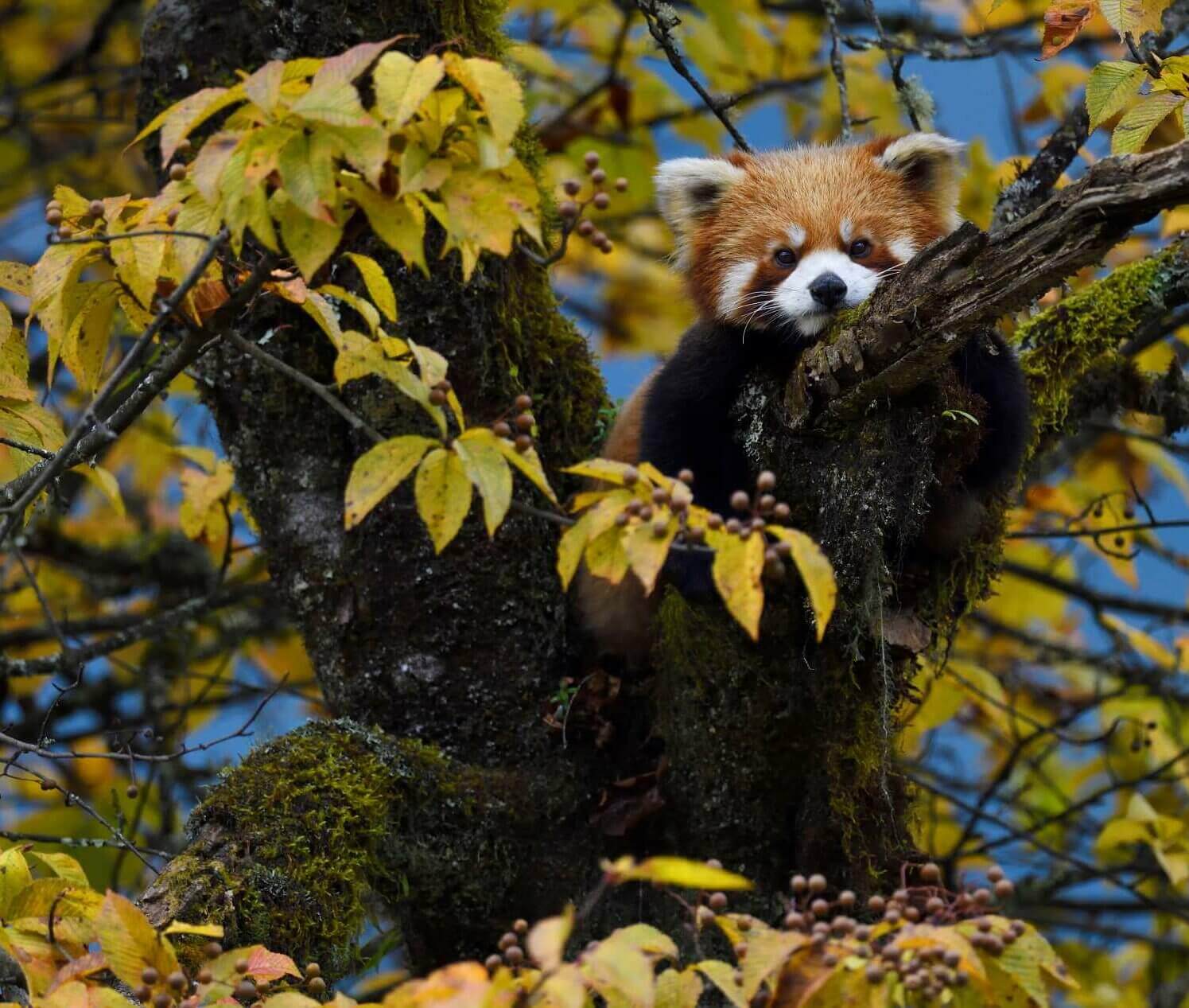 Panda rosso su un albero in autunno, con foglie gialle e pelliccia marrone rossiccia