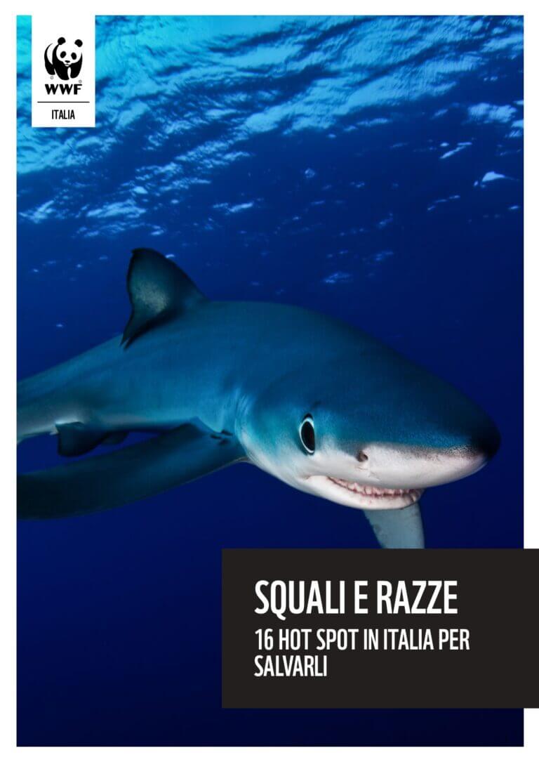 cover report squali