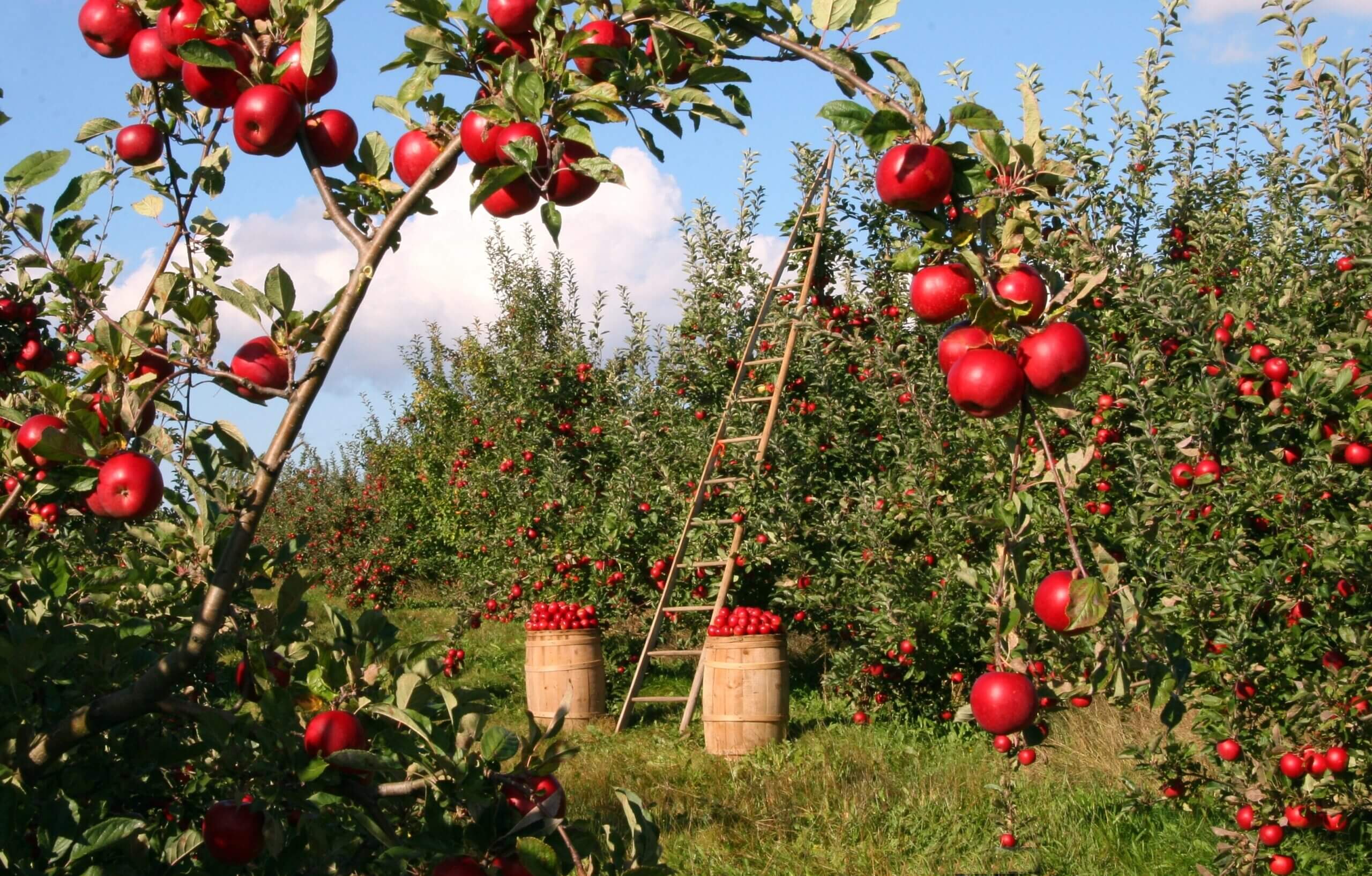 Shelfy, frutta e verdura ringraziano - Cambio Clima