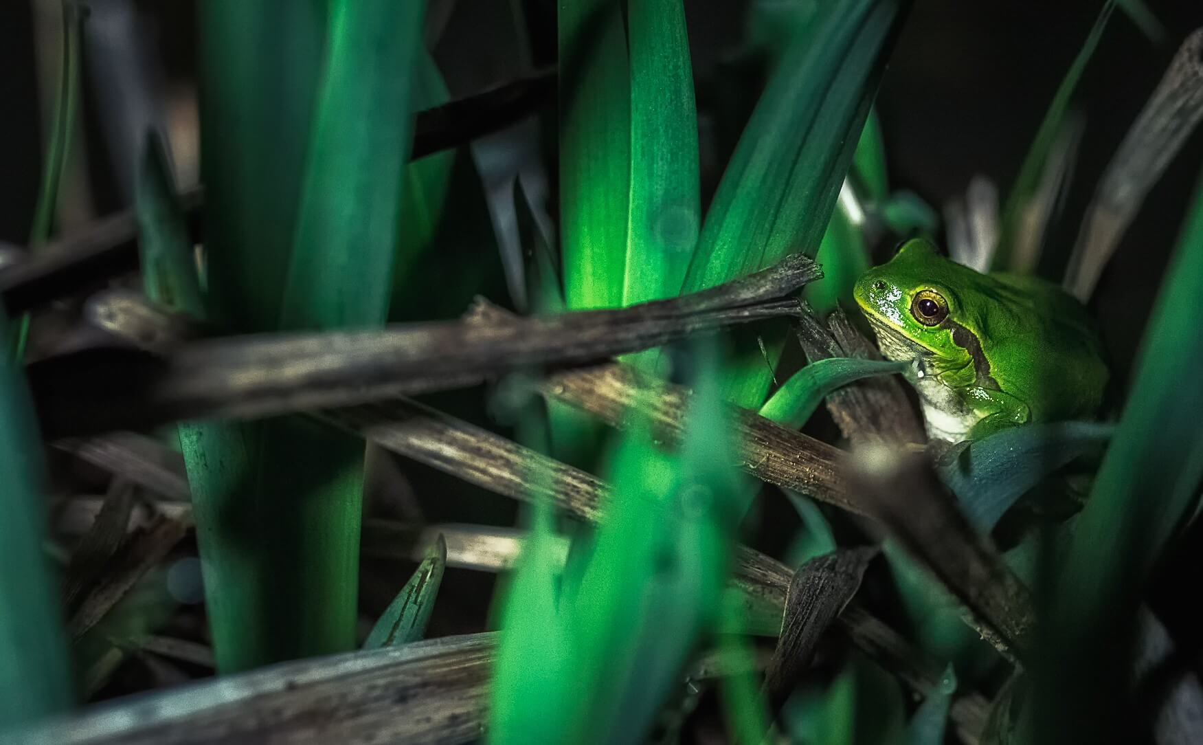 Monitoraggio notturno degli anfibi | Eventi | WWF Italia