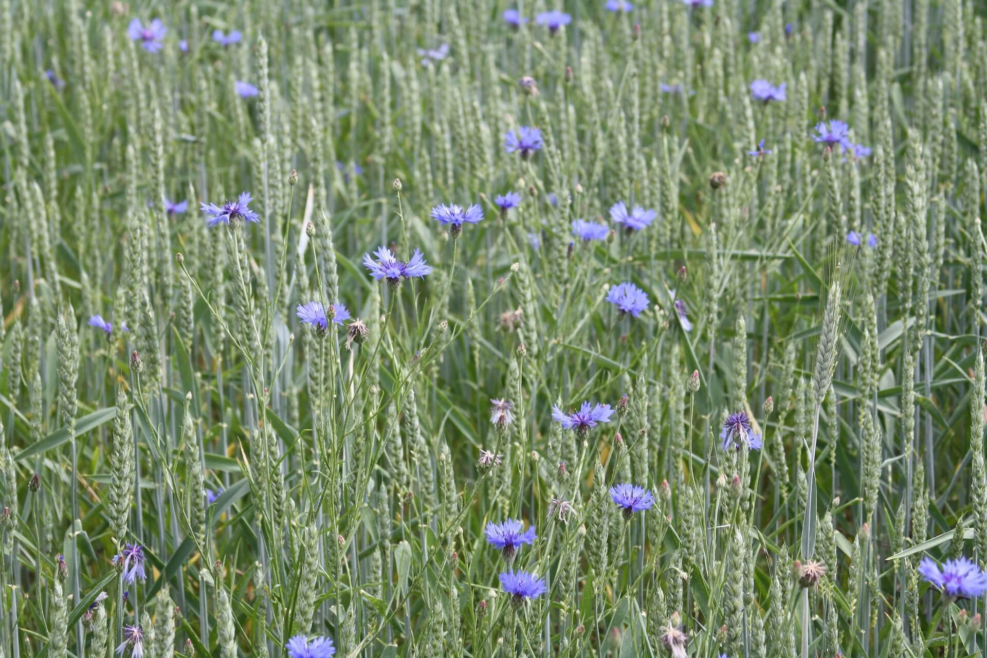 grano, agricoltura biologica